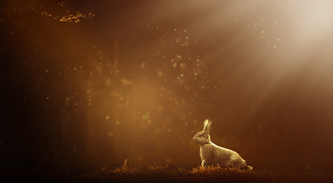 rabbit, forest, nature-3497805.jpg